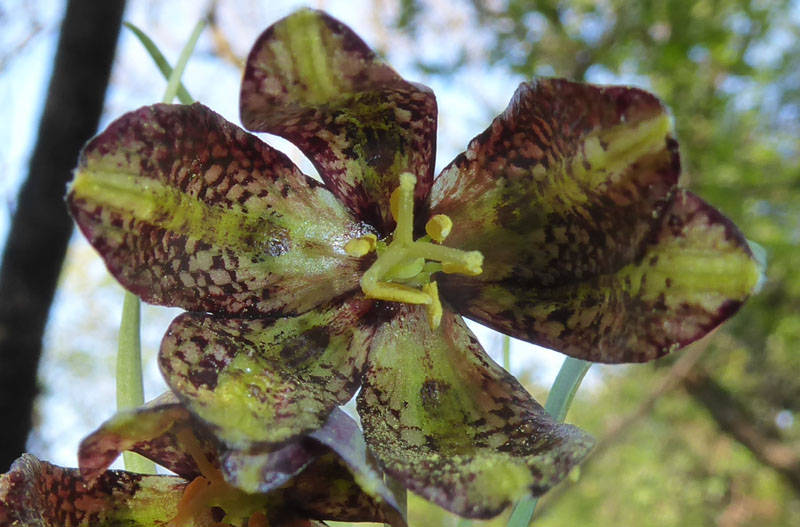 Fritillaria orientalis - Liliaceae